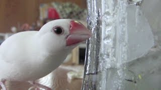 文鳥だって冷たい水が飲みたいんです？ グラスについた雫で喉を潤す白文鳥　文鳥動画 Java Sparrow movie