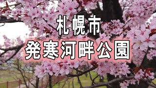 🌸桜Sakura2020　発寒河畔公園　北海道札幌市　Cherry blossoms　#発寒川