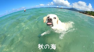 【秋の島暮らしとラブラドール】ベロだし爆睡・秋の海・島の暮らし・朝の中秋の名月