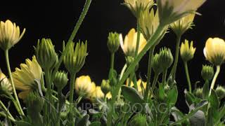 Flower bud growing time lapse blossom bud blooming White Lightning flowers