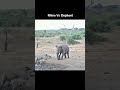 Rhino Vs Elephant Fight / Subscribe👉 Wildlife India Official