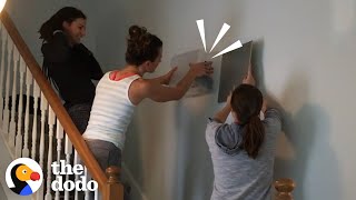 There Is An Animal Inside Their Wall! | The Dodo