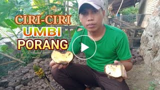 CIRI-CIRI UMBI PORANG