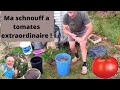 Comment avoir des pieds de tomates qui montent à 2 m 50 de haut ! ( et de grosses tomates ! )