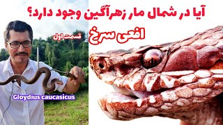 آیا در شمال مار زهرآگین وجود دارد؟ قسمت اول  افعی قفقازی : Red Caucasian pit viper of northern Iran