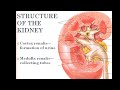 Anatomy of urinary system