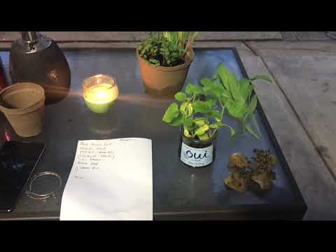 Free plants us planting Dakota black corn Free plants us planting Dakota black corn