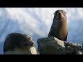 kaikoura peninsula seals