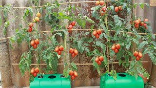 Little known method of growing tomatoes - Lots of fruit - easy - without much care