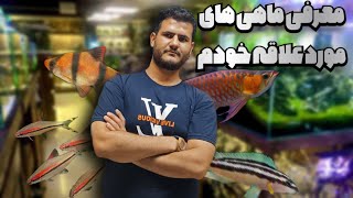 معرفی ماهی هایی که خودم فکر نمی‌کردم عاشقشون بشم  🤩🐬