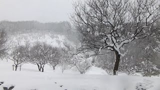 ビデオで見る札幌ウォーキングコース　平岡公園と平岡散策（清田区）　2014/11/14