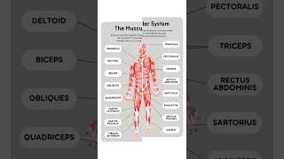 Human Muscular System | Muscles name 💪 #muscles #biceps #triceps #deltoid #soleus #trapezius #viral