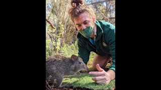 Get to know our Potoroos with Guide Jake!