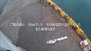 令和の釣り道楽　ﾁﾇ釣り　2020年1月24日　豊前宇島港発電所向き　8時～12時　30㎝1匹でした