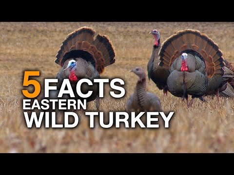 How big can a wild turkey get?