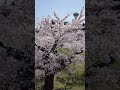 『 360° 歩いてみた景色 ep.8』【 北海道・五稜郭公園20240423桜 】 sakura japan