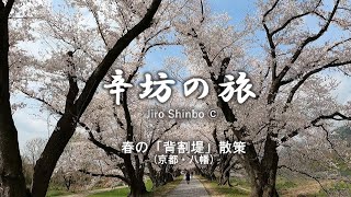 京都八幡「背割堤」散策 Kyoto Sewaritei SAKURA ～辛坊の旅～