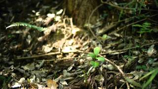 桐生自然観察の森