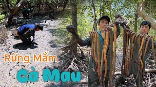 Vượt Hơn 250 km Vào  Rừng Mắm Cà Mau  Tìm Mồi Đặc Sản | Gấc Quê