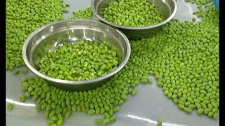 Production for IQF Edamame/Soybeans