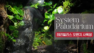 진화된  팔루다리움 !  관리하며 키우기 쉬운 사육장  테리빌리스 오렌지 블랙풋에게  멋진 집을 선물해주세요!