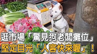 逛市場「驚見狗老闆攤位」 堅定目光「人客快來喔」！|#狗狗故事 #狗老闆 #堅定眼神 #顧店