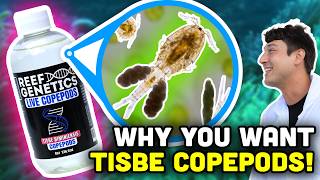 Tisbe Biminiensis! Best All-Round Copepod for Aquariums?