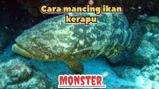 Cara mancing ikan kerapu monster // Kerapu kertang #grouper