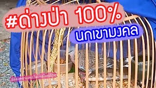 นกมงคล ด่างป่า 100% มาดูกันเลย !!