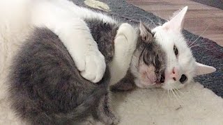 子猫のお世話をするオス猫。幼い頃に受けた愛情を分け与えるように保護子猫に愛情を注ぐ姿に心温まる【感動】