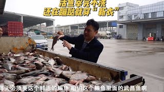 湖南小伙做鱼妙招多，鲜活鳊鱼宰完不洗，还在蹦跶就穿“新衣”~了解美食背后的人和故事