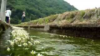 兵庫県神河町新野の梅花藻２０１５/５