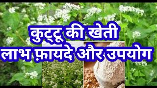 कुट्टू की खेती।buckwheat ke fayde।कुट्टू के फायदे।farming।कुट्टू का आटा।कूटू की खेती taw ki kheti।