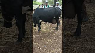 bidar cow \u0026 baffalo market khanapur