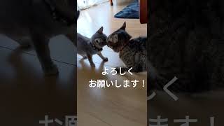 先住猫とのドキドキ初対面#猫#cat#子猫