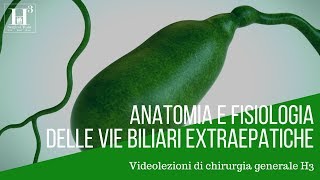 Colecisti (cistifellea) e vie biliari: anatomia e fisiologia