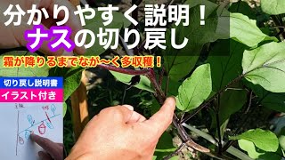 【茄子の育て方2/3】長く栽培して収量増加！！切り戻し・摘芯のやり方を実践と絵で分かりやすく説明『1㎡の野菜作り』Eggplant cultivation