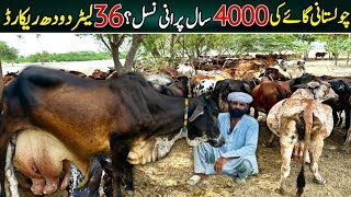 Best livestock business | cholistani cow history | cow videos