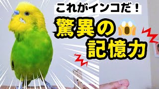 【これがインコだ！驚異の記憶力】おしゃべりインコメロンちゃん