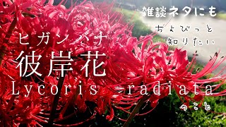 植物紹介No.112【ヒガンバナ】彼岸花/Lycoris radiata/毒の活用/花言葉