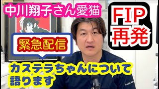 【緊急配信】中川翔子さんの愛猫FIP再発で亡くなる＠猫伝染性腹膜炎（FIP）治療の実際 2025年2本目