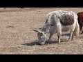 Яки в Балаганской степи Унгинской долине .