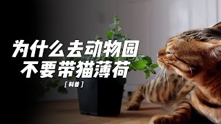 猫薄荷对猫的危害有多大？