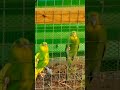 🦜 Budgies Racing🦜[HJDB Random Vids]