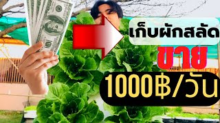 เก็บผักสลัดขาย สร้างรายได้1000฿/วัน #ไฮโดรโปนิกส์ #ผักสลัด @ยืนพื้นครับ