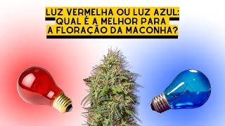 QUAL a MELHOR LUZ pra FLORIR a CANNABIS? - análise de artigo