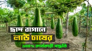 ছাদবাগানে লাউ চাষের ১০০% কার্যকারী পদ্ধতি। 100% effective method of growing gourd in rooftop garden.