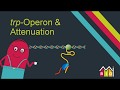 trp Operon & Attenuation explained in under 15 minutes