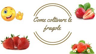 Come coltivare le fragole