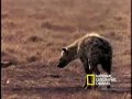 hyenas on the hunt